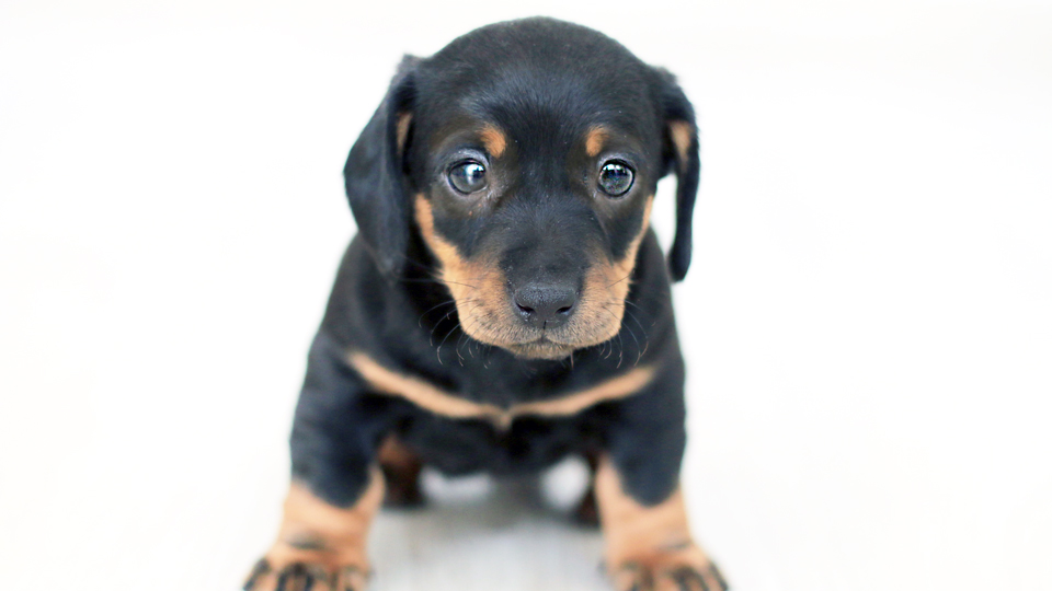 画像:この犬、飼ってもいい?